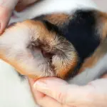 Parassiti dei cani: rischi e prevenzione