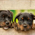 Comprare e vendere animali di razza online