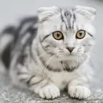 Gatti e dolori articolari: come riconoscerli e come prevenirli