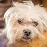 Come toelettare a casa un maltese