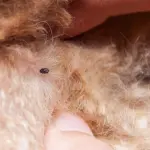 Le zecche colpiscono un cane su due: impariamo a riconoscerle