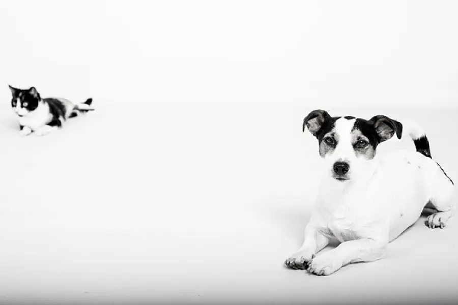 Come scegliere un'assicurazione per un animale domestico