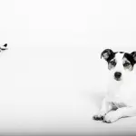 Come scegliere un'assicurazione per un animale domestico