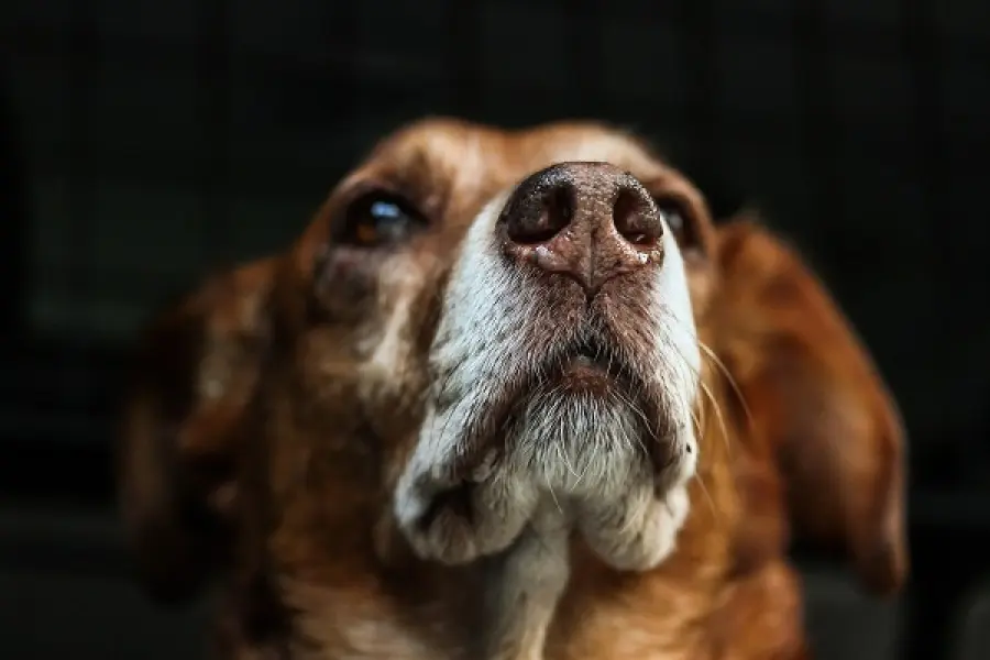 La leishmaniosi è una patologia dannosa per il cane: vediamo come proteggerlo