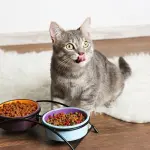 I gatti sono schizzinosi quando si tratta di mangiare: ecco perché