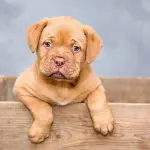 Come scegliere il migliore allevamento per cani