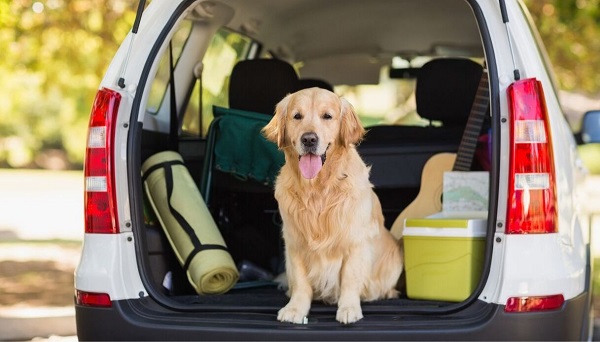 Divisorio auto per cani: quale scegliere