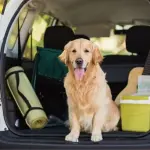 Divisorio auto per cani: quale scegliere