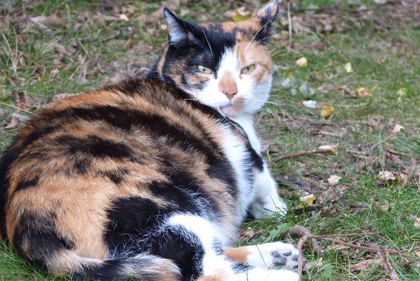 Gatta incinta: come capirlo in 5 sintomi