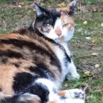 Gatta incinta: come capirlo in 5 sintomi