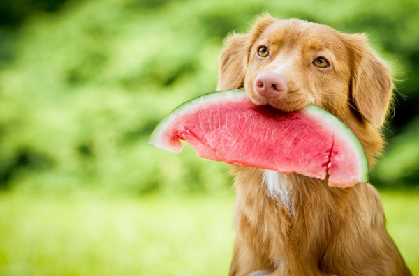 I cani possono mangiare l'anguria?