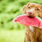 I cani possono mangiare l'anguria?