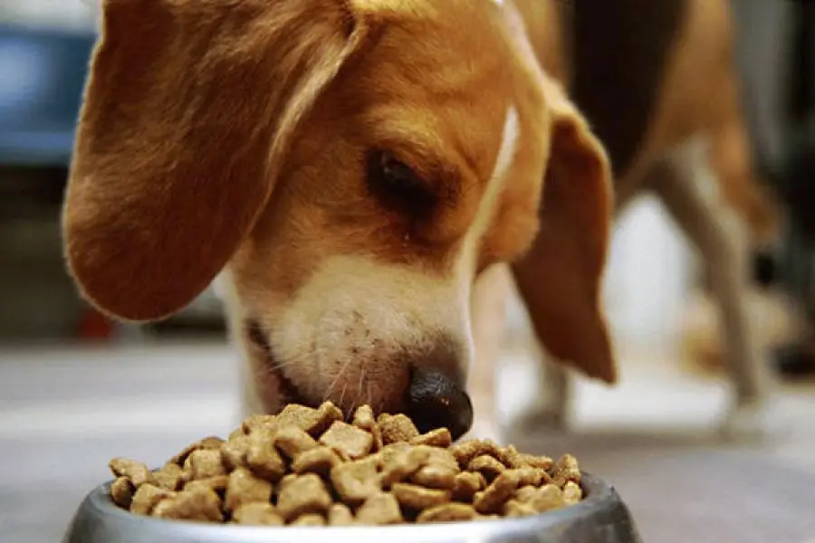 Guida alla corretta alimentazione del cane