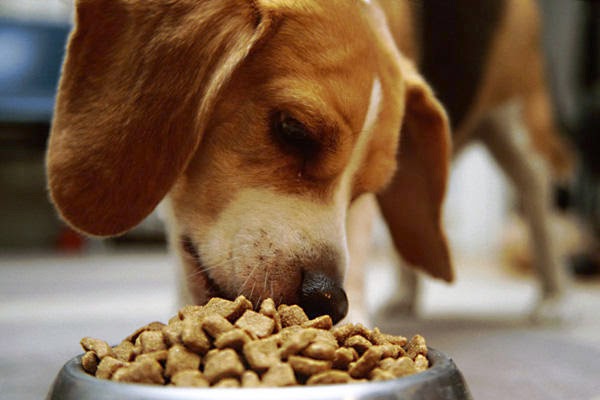Guida alla corretta alimentazione del cane