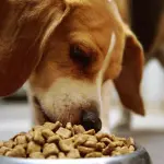 Guida alla corretta alimentazione del cane