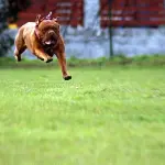 Le malformazioni degli organi genitali nei cani