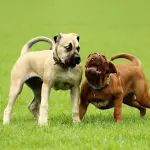 Il carattere del molosso