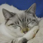 Quanto dorme e quanto vive un gatto?