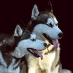 Perchè i cani restano attaccati durante il rapporto sessuale?