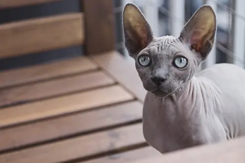 Sphynx (il gatto nudo)