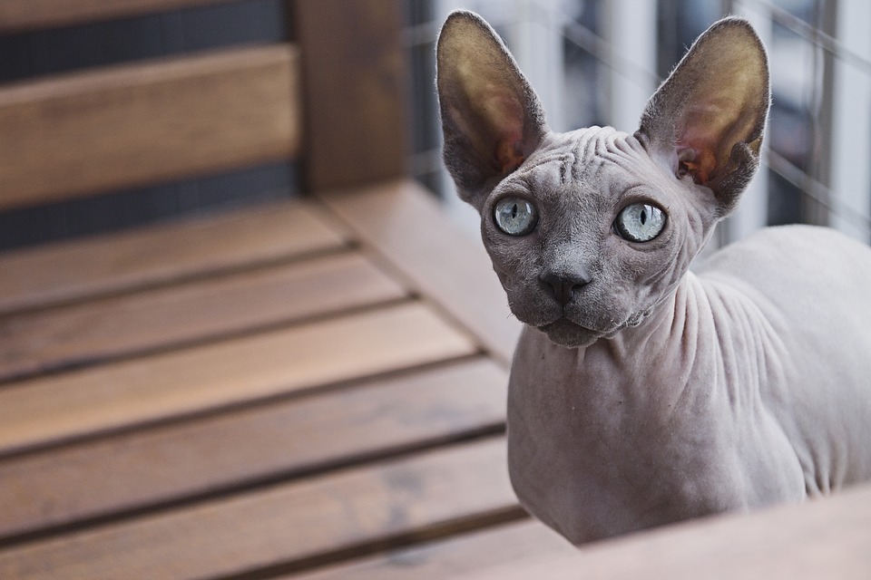 Sphynx (il gatto nudo)