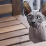 Sphynx (il gatto nudo)