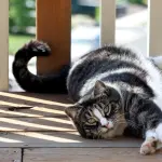 American Shorthair