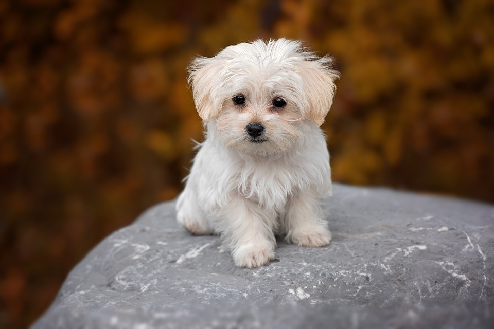 Maltese