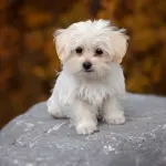 Maltese