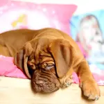 Mastiff