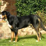 Grande Bovaro Svizzero