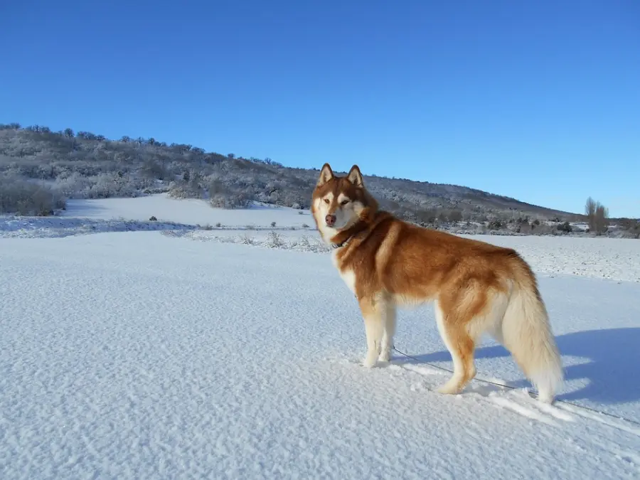 Siberian Husky: carattere, salute e prezzo