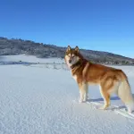 Siberian Husky: carattere, salute e prezzo