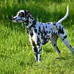 Dalmata: carattere, salute, allevamenti e prezzo