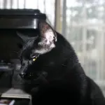 Gatto Bombay Americano