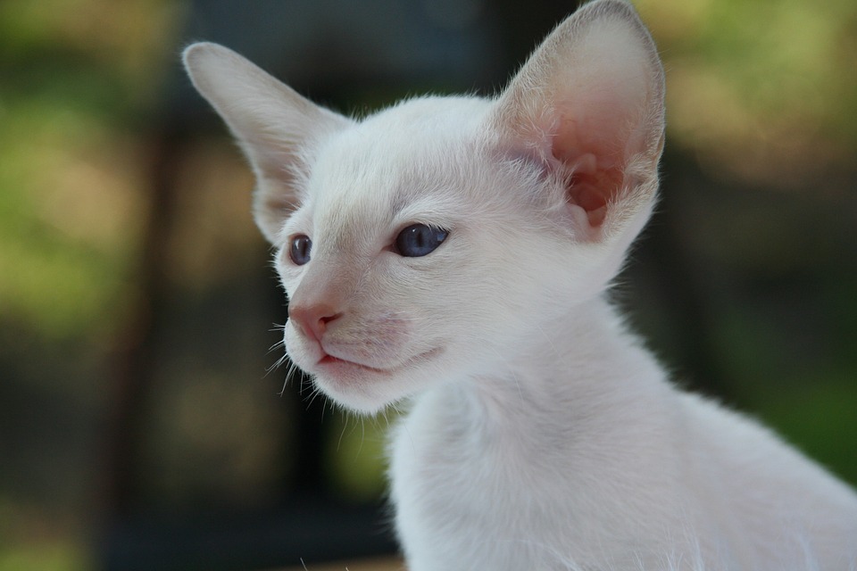 Gatto Siamese