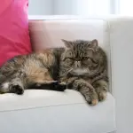 Gatto Exotic shorthair