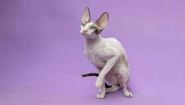 Gatto Cornish Rex