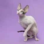 Gatto Cornish Rex