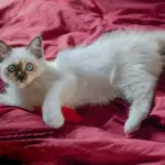 Gatto Sacro di Birmania