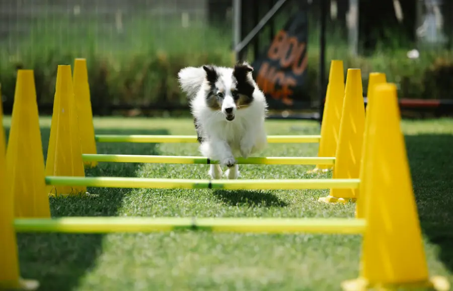 L’importanza di avere parchi cittadini con aree gratuite di agility dog
