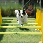 L’importanza di avere parchi cittadini con aree gratuite di agility dog