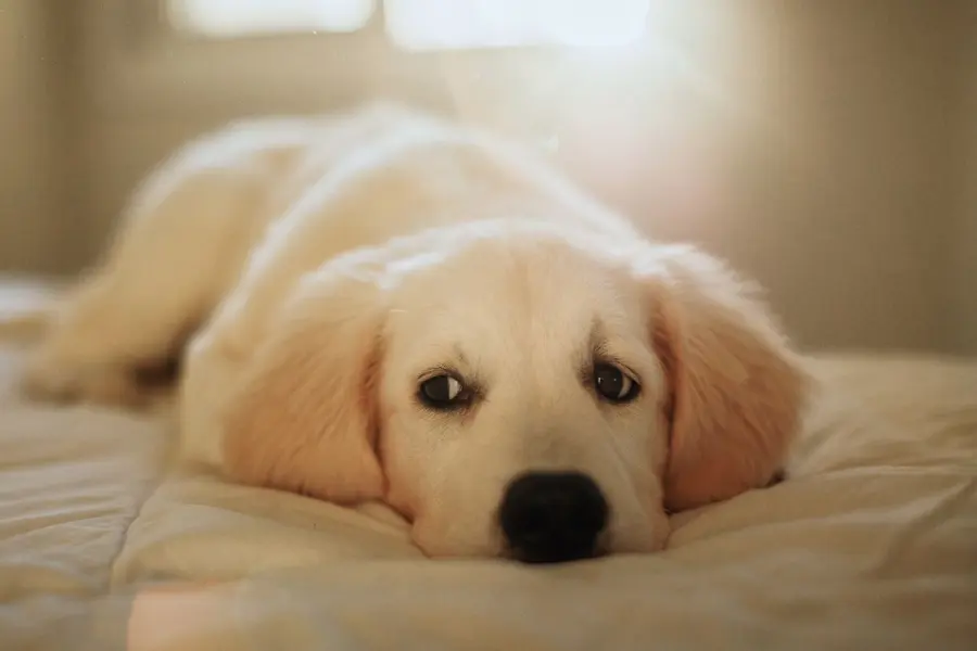 Crescere con un cane: come cambiano esigenze e abitudini nelle diverse età