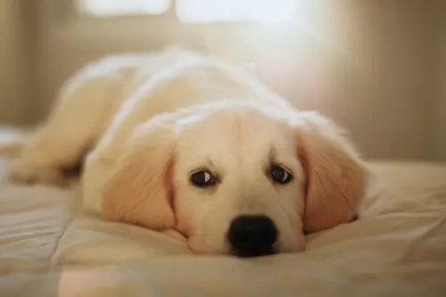 Crescere con un cane: come cambiano esigenze e abitudini nelle diverse età
