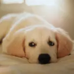 Crescere con un cane: come cambiano esigenze e abitudini nelle diverse età